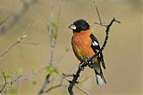 Black-headed Grosbeakborder=